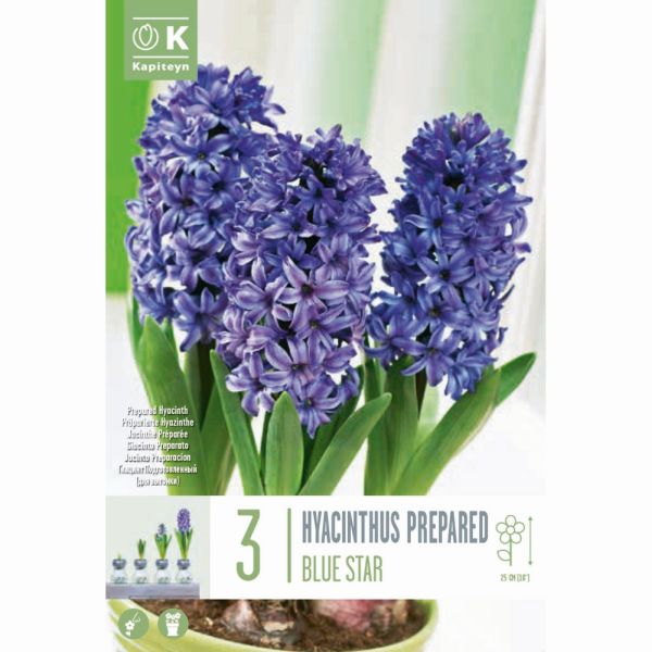 Hyacinth Early Forcing Atlantic - 4 Bulbs